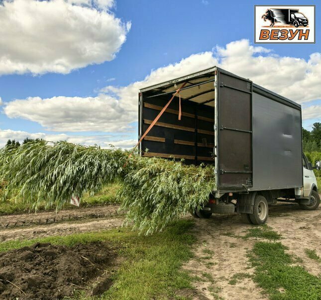 Вывоз деревьев и кустов до 6 м на Газели в Томске от 1500 ₽